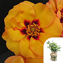 Rose George's Rose 4L Pot GW