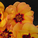 Rose George's Rose 4L Pot GW