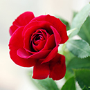Rose Love Never Dies 4L pot GW
