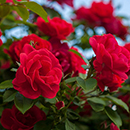 Rose Red Romance 4L Pot GW