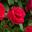 Rose James' Rose 4L Pot GW