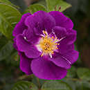 Rose Rhapsody in Blue 4L pot (ROTY 2003) GW