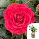 Rose Remembrance - 