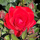 Rose Remembrance - 