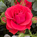 Rose Remembrance - 
