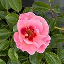 Rose Rosy McRose Face 4L Pot GW