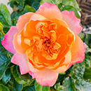 Rose Samaritan 4L pot GW