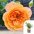 Rose Heather's Rose 4L Pot GW