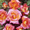 Rose Sheila's Perfume 4L pot GW