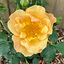 Rose Simple Gold 4L Pot GW