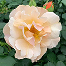 Rose Simple Gold 4L Pot GW