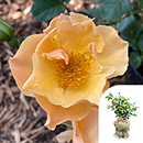 Rose Sharon's Rose 4L Pot GW