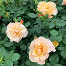 Rose Sharon's Rose 4L Pot GW