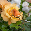 Rose Sharon's Rose 4L Pot GW