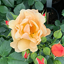 Rose Sharon's Rose 4L Pot GW