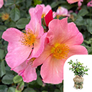 Rose Brian's Rose 4L pot GW