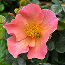 Rose Brian's Rose 4L pot GW