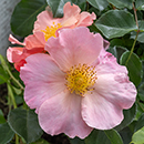 Rose Brian's Rose 4L pot GW