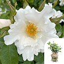 Rose Crystal Wedding 15th Anniver. 4L Pot GW