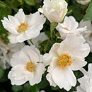 Rose Simple White (Keros) 4L Pot GW