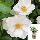 Rose Teresa's Rose 4L Pot GW