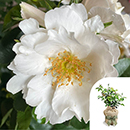 Rose Ronald's Rose 4L Pot GW