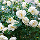 Rose Snowcap 4L pot GW