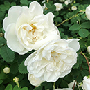 Rose White Patio 4L pot GW