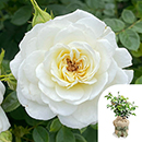 Rose Silver Wedding Celebration 4L Pot GW