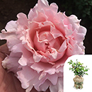 Rose King Charles Coronation 4L pot GW
