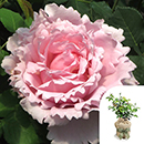 Rose Peter's Rose 4L Pot GW