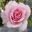 Rose Spark of Life 4L pot C GW