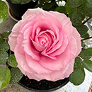 Rose Spark of Life 4L pot C GW