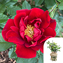 Rose Special Dad 4L pot GW