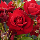 Rose Spirit of Britain 4L pot GW