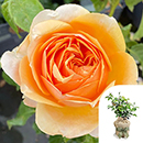 Rose St Richard Of Chichester 4L pot GW