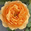 Rose St Richard Of Chichester 4L pot GW