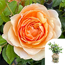 Rose Robin's Rose 4L Pot GW