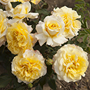 Rose Sunny Sky (ROTY 2016) 4L Pot GW
