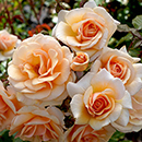 Rose Sweet Honey 4L pot (ROTY 2020) GW