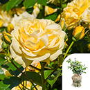 Rose Sweet Memories 4L pot GW