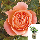 Rose Sweet Wonder 4L pot GW