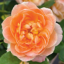 Rose Sweet Wonder 4L pot GW