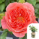 Rose Gregory's Rose 4L Pot GW