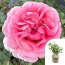 Rose Special Grandma 4L pot GW
