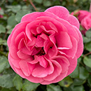 Rose Special Grandma 4L pot GW