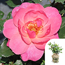 Rose The Eve 4L pot GW