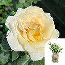 Rose Best Teacher Ever 4L pot GW