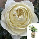 Rose True Love 4L pot GW