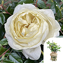 Rose Emma's Rose 4L Pot GW